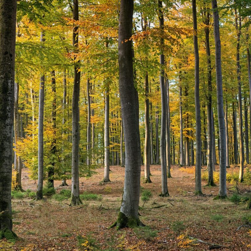 land-clearing-05